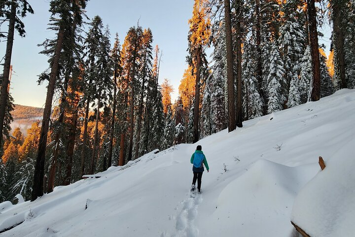 Private Snowshoe Adventure - Sequoia National Park  - Photo 1 of 11